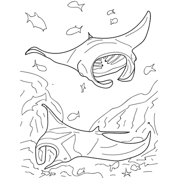 Earrings ADVANCEWILDLIFE Advance Wildlife Education Sharks Rays Coloring Book