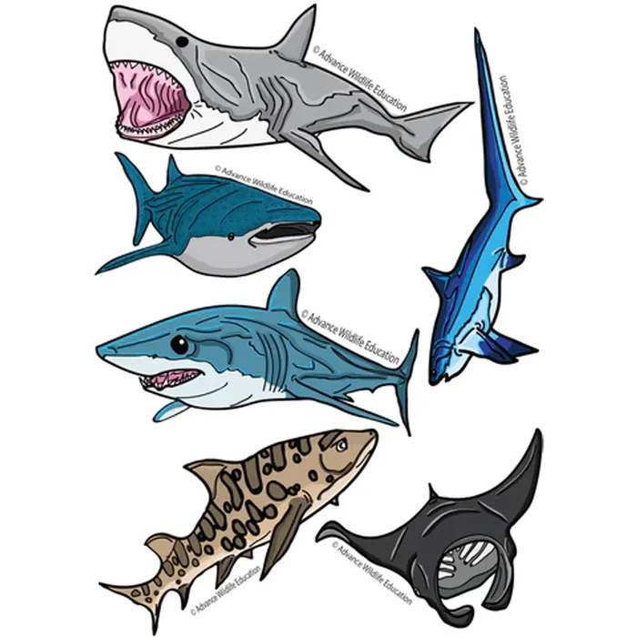 Earrings ADVANCEWILDLIFE Advance Wildlife Education Sharks Rays Coloring Book