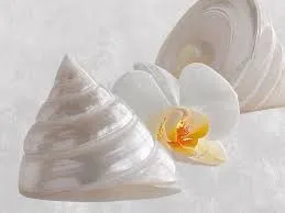 RAINBOWCRAFT Earrings Shell Pearl Trochus